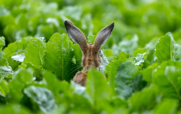 OSTERN