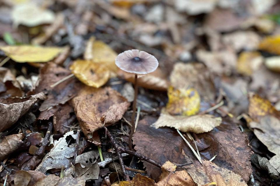Pilz Wald