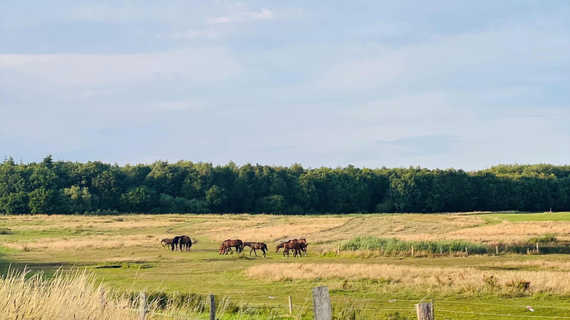 Ostsee Pferde Koppel Natur